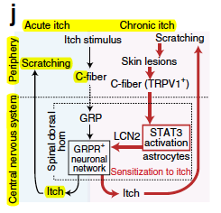 Figure 2 aussi pour DH .png