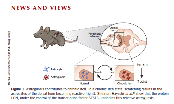 Figure 1 pour DH.png