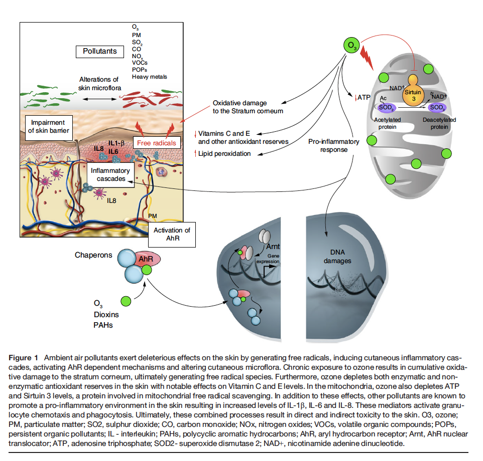 How air pollutants act on the Skin.png