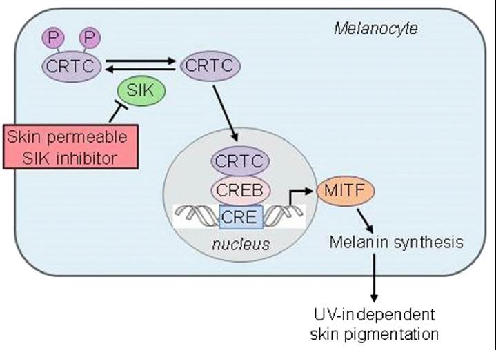 SIK inhibitors-induced melanogenesis.jpg