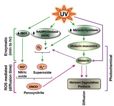 Effect of UV on melanin.jpg